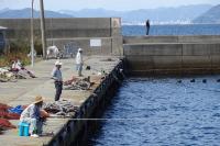 道路沿いのアジ釣り