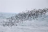 海を渡るヒヨドリの群