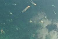 東の湾内のクラゲ