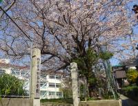 さくらの画像