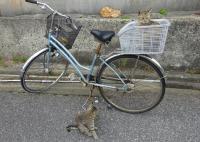 桟橋付近の猫