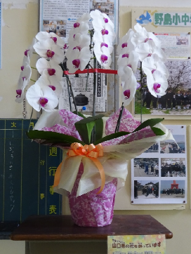 野島小・中学校の玄関に飾られた胡蝶蘭