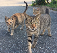 港に集まった3匹の猫