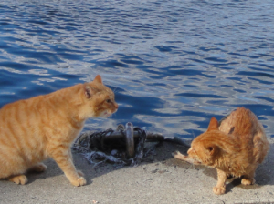 岸壁でにらみ合う2匹の猫