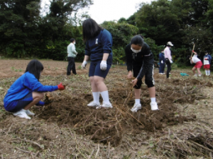 サツマイモを収穫する野島小・中学校の子どもたち