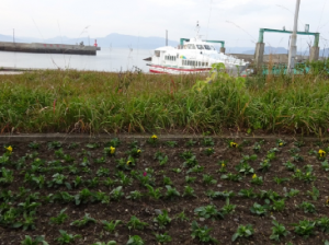 ②漁港の花壇に植えられたパンジー