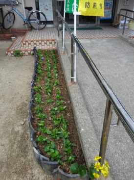 ③野島漁村センターの花壇に植えられたパンジー