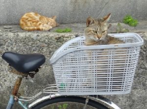 野島の猫たち