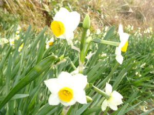 寒風に揺れるスイセンの花