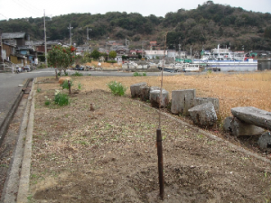 自治会の花壇に植樹された「大漁桜」の苗木