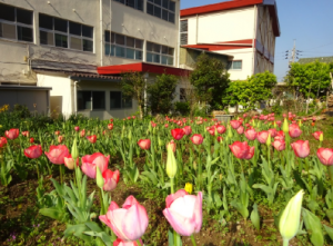校舎裏のチューリップ