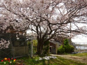 野島小中学校の桜