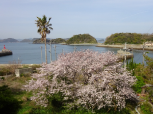 旧野島中学校跡地の桜