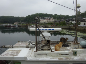 漁船の屋根の猫