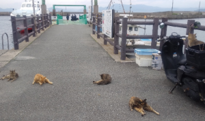 桟橋で子どもたちを待つ猫