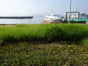 桟橋付近の花壇に植えられたマリーゴールドとサルビア