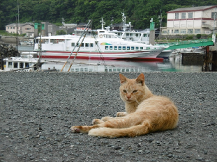 野島航路「レインボーあかね」をバックに