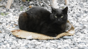 野島、唯一の黒猫