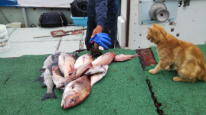 魚とねこ