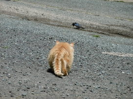 鳥とねこ