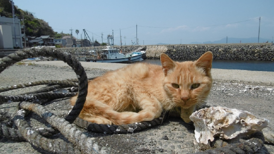 漁港でのんびりするねこ