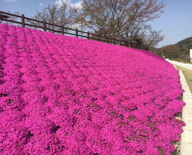 芝桜