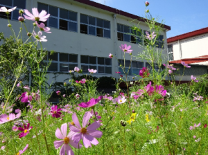 野島小・中学校裏で咲くコスモス