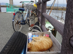 桟橋で眠る猫1