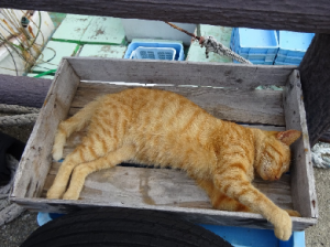 桟橋で眠る猫2