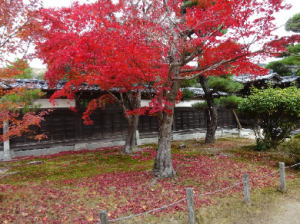 社会見学で訪れた紅葉の様子