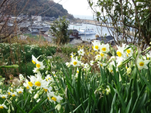 野島の斜面に広がるスイセン畑