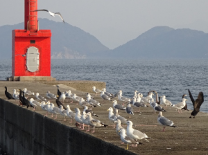 波止場に群れる海鳥