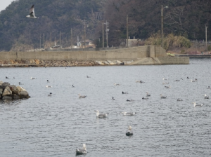 漁港内の海鳥