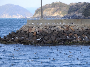 冬鳥たちで賑わう湾内