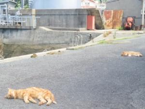 2匹の猫が寝ている写真です