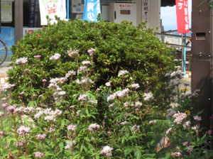 フジバカナの花の写真です