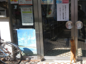 中に入ろうとする猫の写真です