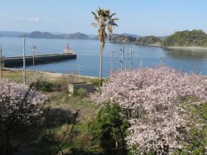 旧能島中学校跡地に咲く満開の桜の様子