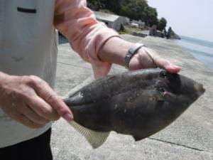 ウマヅラハギが釣れた様子