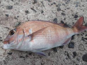 鯛が釣れた