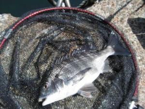 釣り上げたチヌの様子