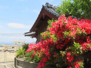 矢立神社に咲くツツジの様子