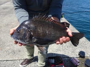 新波止でチヌが釣れた様子