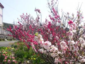 今が見ごろの花桃の様子