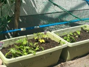 朝顔植え付け