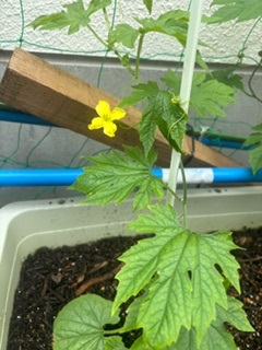 ゴーヤの花が咲きました