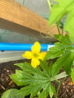 ゴーヤの花アップ