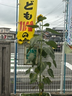 ひまわり