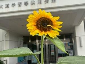ひまわり外側