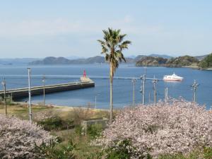 旧中学校の満開の桜